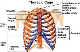 Diagram of human body, liver rib cage, rib cage diagram labeled, rib cage diagram numbered, rib cage diaphragm, rib cage heart, rib cage organs anatomy, rib cage pain, stomach, diagram of human body, liver rib cage, rib cage diagram labeled, rib cage diagram numbered, rib cage diaphragm, rib cage. Real Human Ribs For Sale Skulls Unlimited International Inc