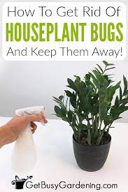 How To Get Rid Of Bugs On Houseplants