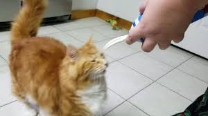 Cats should not eat whipped cream as they gain no benefit from it and it can cause digestive problems and other health problems over time which can be very harmful have you ever wondered if your cat can eat whipped cream? Giving The Dogs And Cats Canned Whipped Cream Youtube