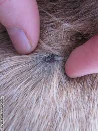how to remove a tick from a dog about
