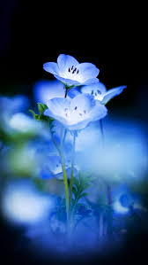 blueflower beauty blue flower