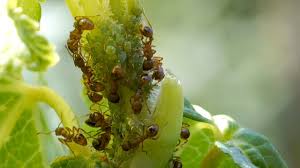 Duftbarrieren sind besonders effektiv gegen ameisen in ihrem garten. Was Hilft Gegen Eine Ameisenplage Mdr De