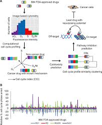 Computational Cell Cycle Profiling Of Cancer Cells For