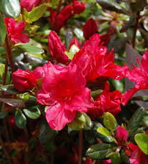 Azaleas Add Spring Colour To Your Garden