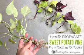 how to propagate sweet potato vine from