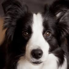 how to groom a border collie groomers
