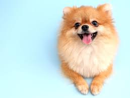 13 cool facts about pomeranians