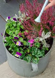 Spring Flowers For Pots 30 Easy Plants