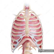 Thoracic cavity, also called chest cavity, the second largest hollow space of the body.it is enclosed by the ribs, the vertebral column, and the sternum, or breastbone, and is separated from the abdominal cavity (the body's largest hollow space) by a muscular and membranous partition, the diaphragm.it contains the lungs, the middle and lower airways—the tracheobronchial tree—the heart. Human Chest Anatomy Close Up Anatomical Reference Stock Photo 160220576