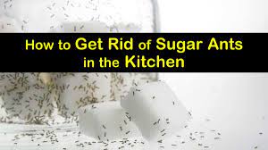 get rid of sugar ants in the kitchen