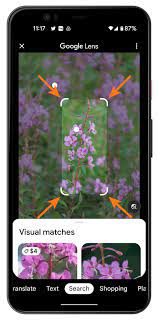 How To Identify Plants With Google Lens