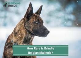 how rare is a brindle belgian malinois