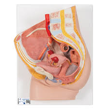 Anatomy of the pelvic floor. Anatomical Teaching Models Plastic Human Pelvic Models Female Pelvic Model With Genital Organs