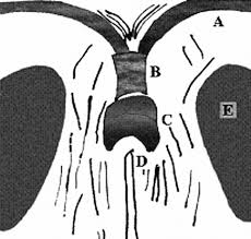 pelvic floor anatomy the external