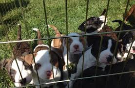 See more ideas about puppies, pitbulls, cute animals. People Lined Up At 4 A M To Adopt These Adorable Pit Bull Puppies Huffpost