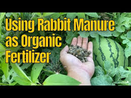 using rabbit manure as organic