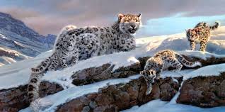 snow leopard hd wallpapers and 4k