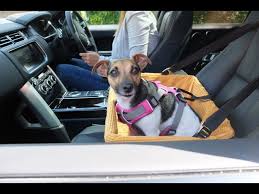 Dog Car Booster Seat Tutorial The