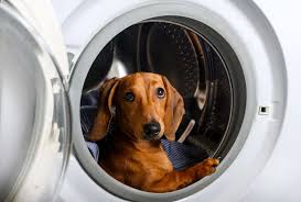 You will need about ½ cup of vinegar. How Do I Get Dog Hair Out Of My Clothes And Washing Machine Dachshund Central