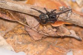 false widow spiders how to identify