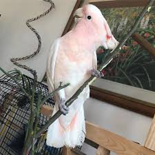 As a bird owner and someone who goes and sees these rescues often, i got cocky and decided to hold the local shops goffins cockatoo. Macaw For Sale Cockatoo For Sale African Grey For Sale