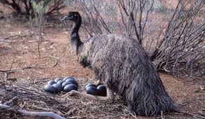 can you eat emu meat and eggs the