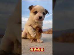 Funny Dog Pup Video Shorts Funnyshorts Dogs Youtube gambar png