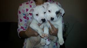 You start deworming regimens in puppies at 2 weeks and again at four weeks then a worm check at 6 weeks. 7 Weeks Old Blue And White Staffy Puppies Wolverhampton West Midlands Pets4homes
