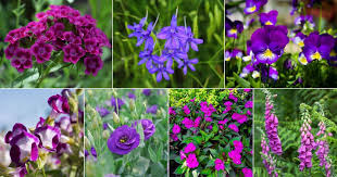 32 Purple Flowering Annual Flowers To