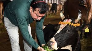 uttar pradesh why deadly cow s