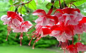 fuchsia spring flowers with red and