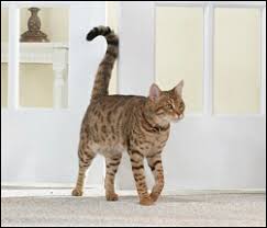 Check spelling or type a new query. What Your Cat Is Telling You With Their Tail Hill S Pet