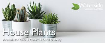 House Plants Indoor Plants Desk Plants