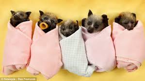 These owning a pet pros and cons show us that it is a responsibility to do so, but one that is often. Petition Stop Exotic Pet Trades Using Bat Pictures Of Australian Bats For Profit Change Org