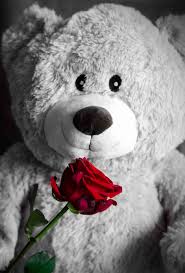 teddy rose love teddy bear romantic