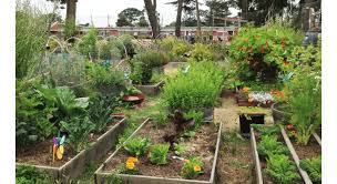 Urban Gardens Are Good For Ecosystems