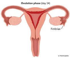 Bowel endometriosis is often misdiagnosed as irritable bowel syndrome (ibs); Phases Of Menstrual Cycle