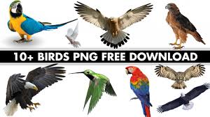 10 birds png free for photo
