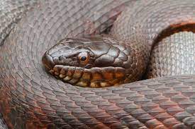 oklahoma snakes identification guide