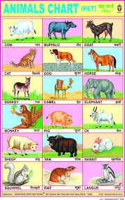 Animals Chart Pet Animal Worksheets School Kit Learn Hindi