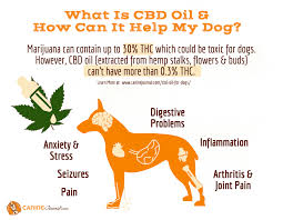4.enhance immunity and improve sleep 5.improve skin disease prevention 6.pure natural ingredients. Best Cbd Oil For Dogs An All Natural Way To Ease Anxiety And Pain Caninejournal Com