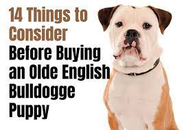 ing an olde english bulldogge puppy