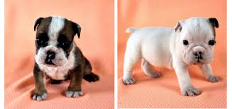 Stages Of Your English Bulldog Bruiser Bulldogs