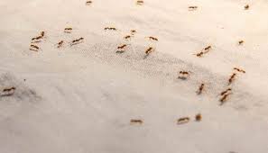 7 tiny bugs on couch that are not bed bugs