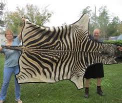 zebra skin zebra hide rugs