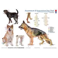 Homevet Should I Try Acupuncture For An Arthritic Pet