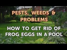 How To Get Rid Of Frog Eggs In A Pool