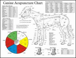 Acupuncture Treatments Pets Research And First Hand