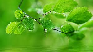 green nature leaves water drops water