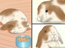 How To Care For Holland Lop Rabbits With Pictures Wikihow